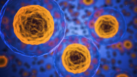 Radnet seminar series Promotional image: cell with yellow nuclei on a blue background. Some cells are small in the background and some are up close in the foreground.