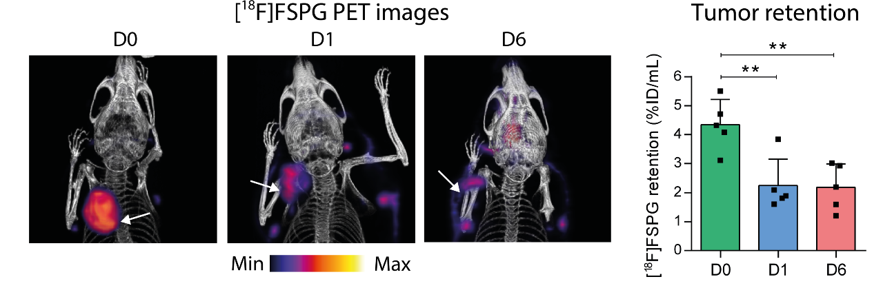 PET/CT imaging of tumour response to chemotherapy with [18F]FSPG, one of the molecular imaging agents. D0-6, days post-treatment. Adapted from McCormick et al. 2019. Cancer Res 79, pp.853-63.