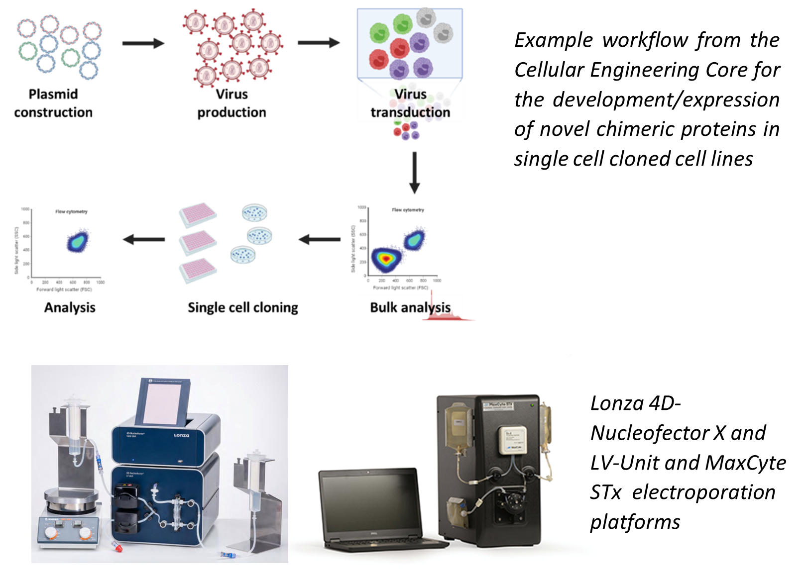 Advanced cell engineering Workflow